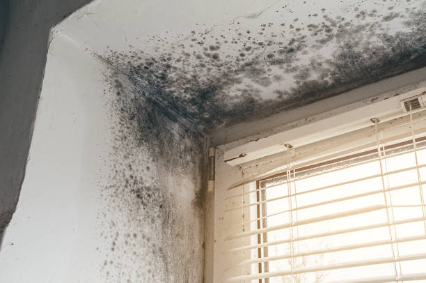 Affordable Basement Mold Remediation solutions in Bear Lake, MI