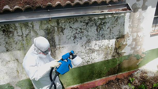 Top rated local Basement Mold Remediation specialists in Bear Lake, MI